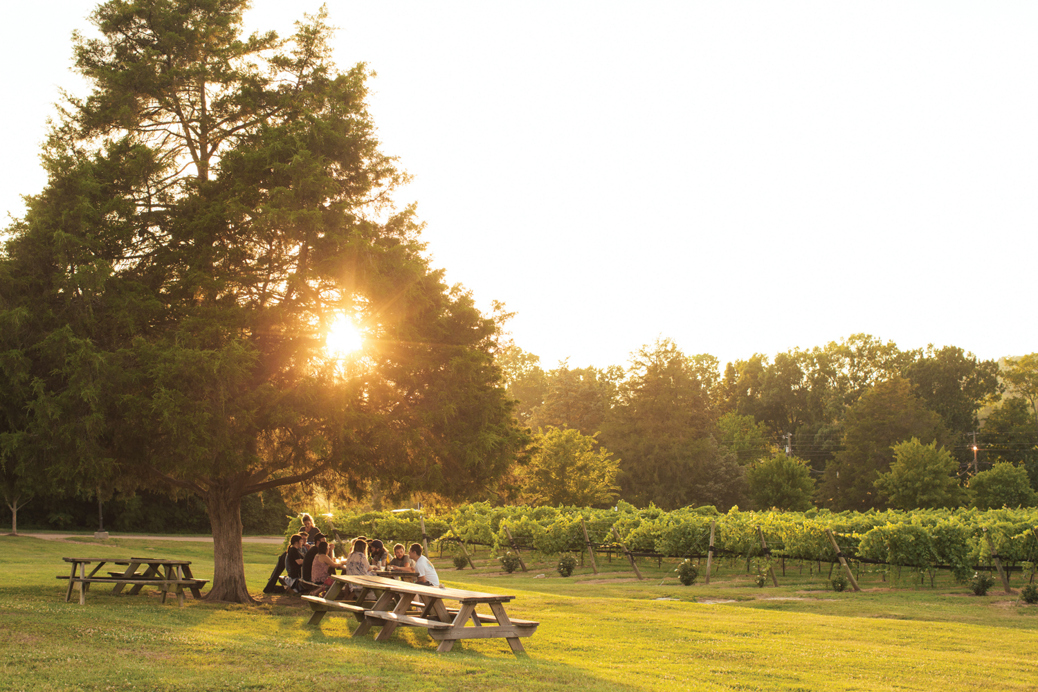 Drink Up 2018: Wine Wine Twang Twang!